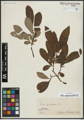 Foto von Salix appendiculata Vill.